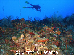 fernando in the edge of g point dive site at parguera wall! by Victor J. Lasanta 